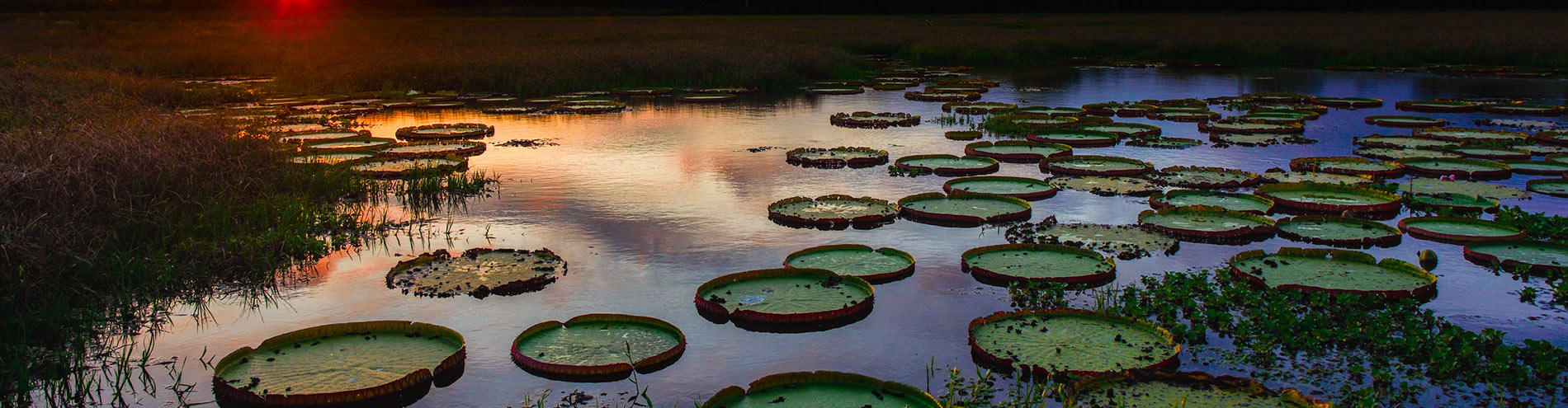 Louisiana Bayou