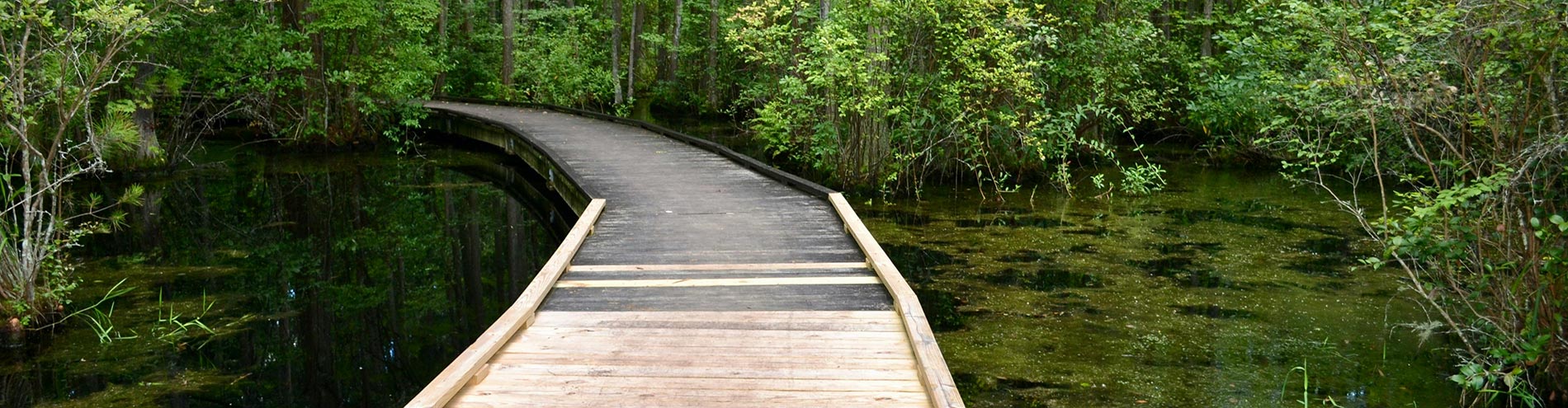 Louisiana Bayou