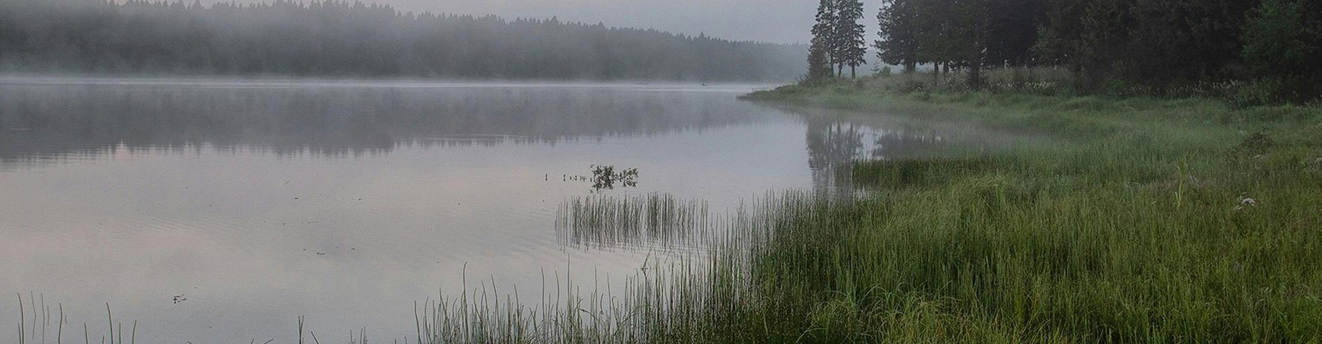 Louisiana Bayou