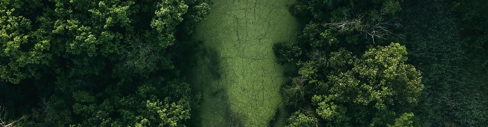 Louisiana Bayou