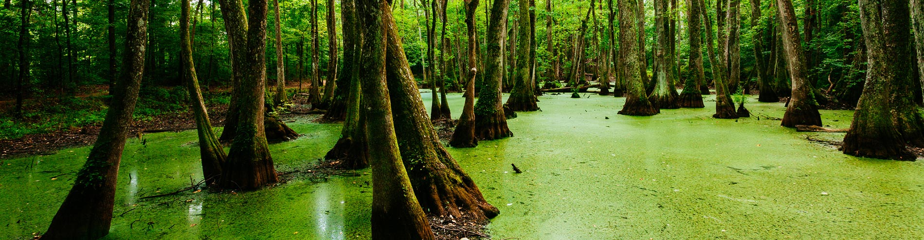 Louisiana Bayou